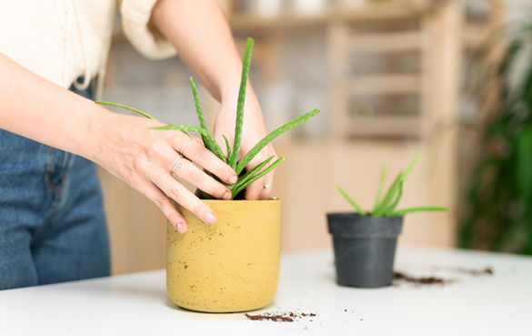 Aloe vera – älskad genom årtusenden.