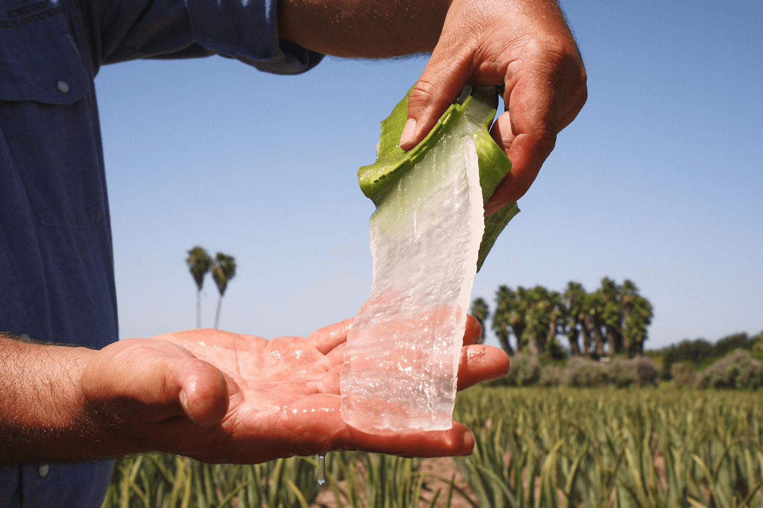 Aloe Vera Gel