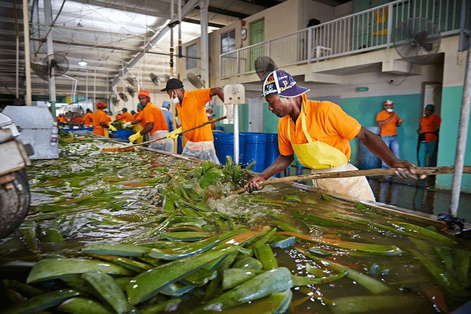 Aloe vera-bladen renas innan de går vidare i processen från planta till färdig produkt